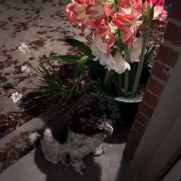 Meet your Posher, Laura taylor - Picture 3 of 8